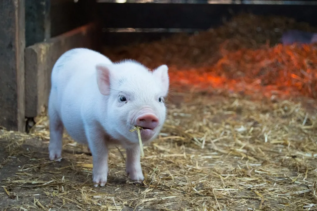#13 - Miniature Pigs: Farmyard Codependency (Image Credits: Unsplash)