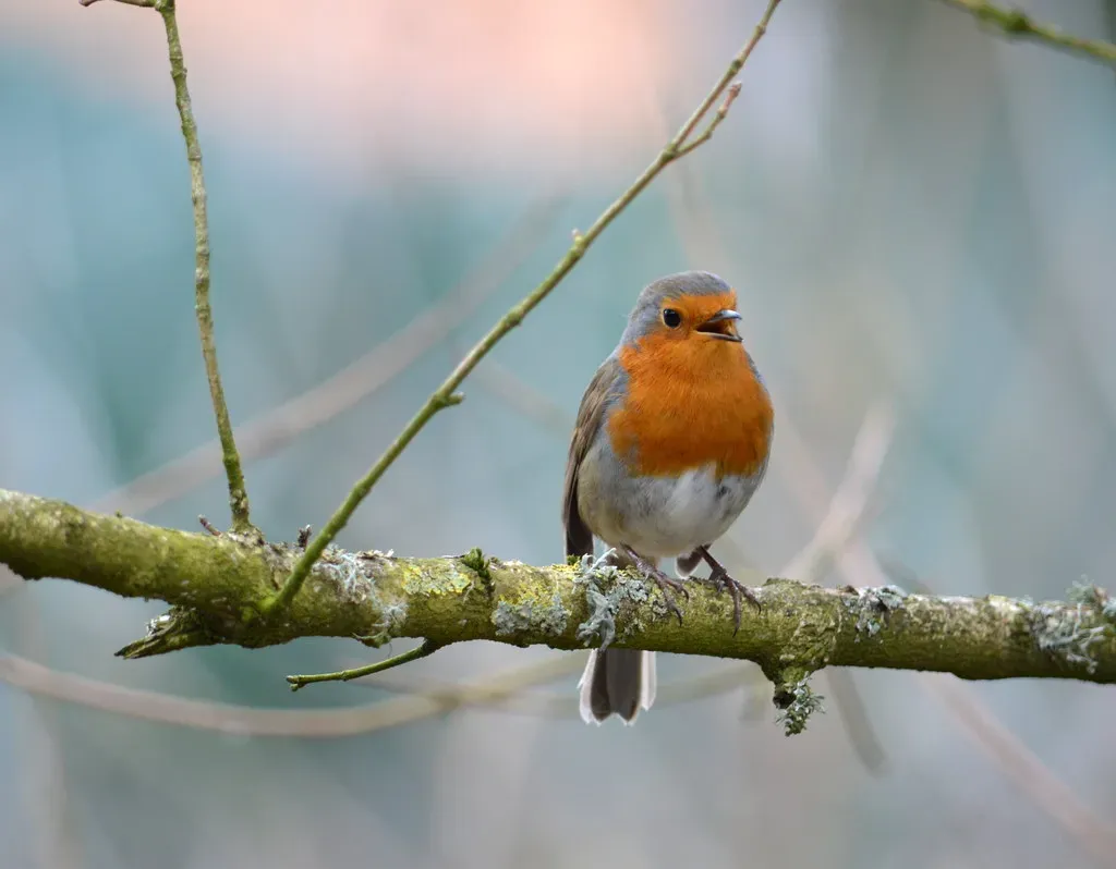 3. Songbirds Learning Their Songs: Practice Makes Perfect (Image Credits: Flickr)