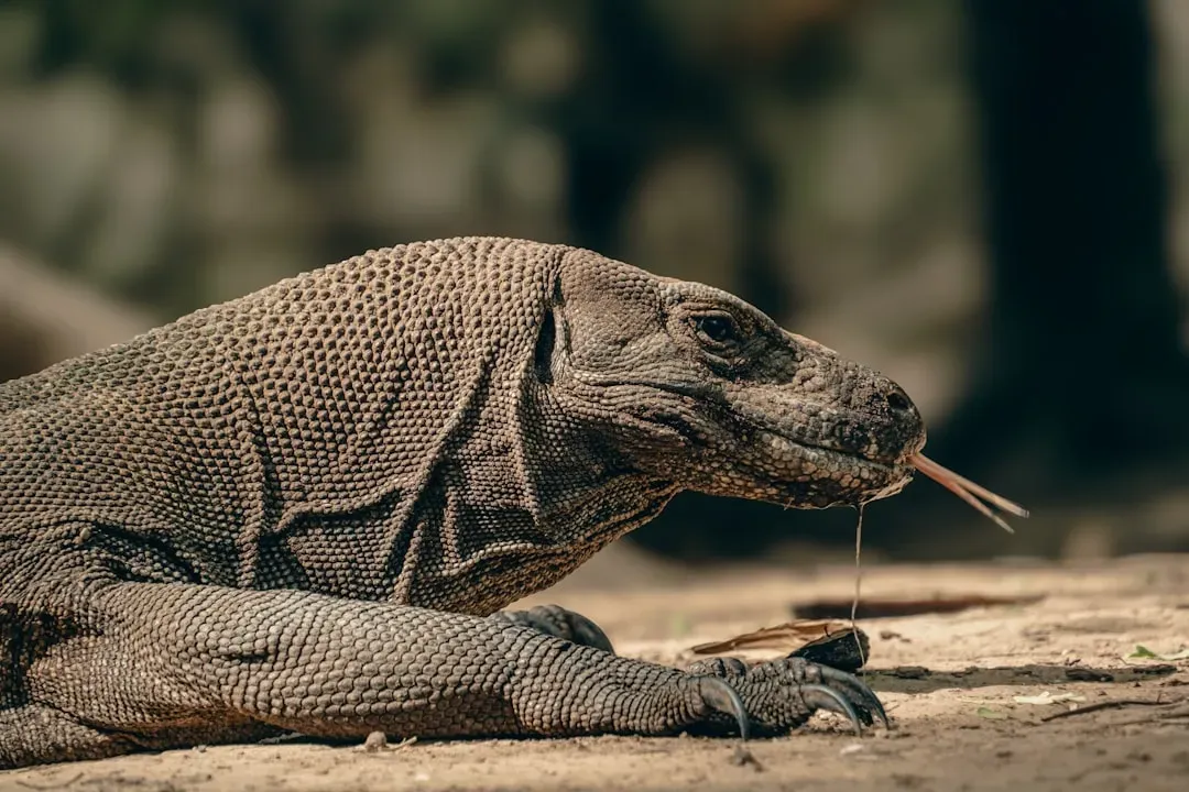 Aries and the Komodo Dragon (Image Credits: Unsplash)