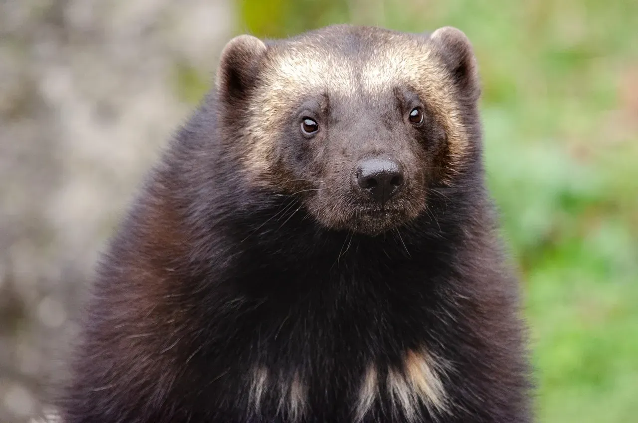 Scorpio: The Intense Wolverine (Image Credits: Pixabay)