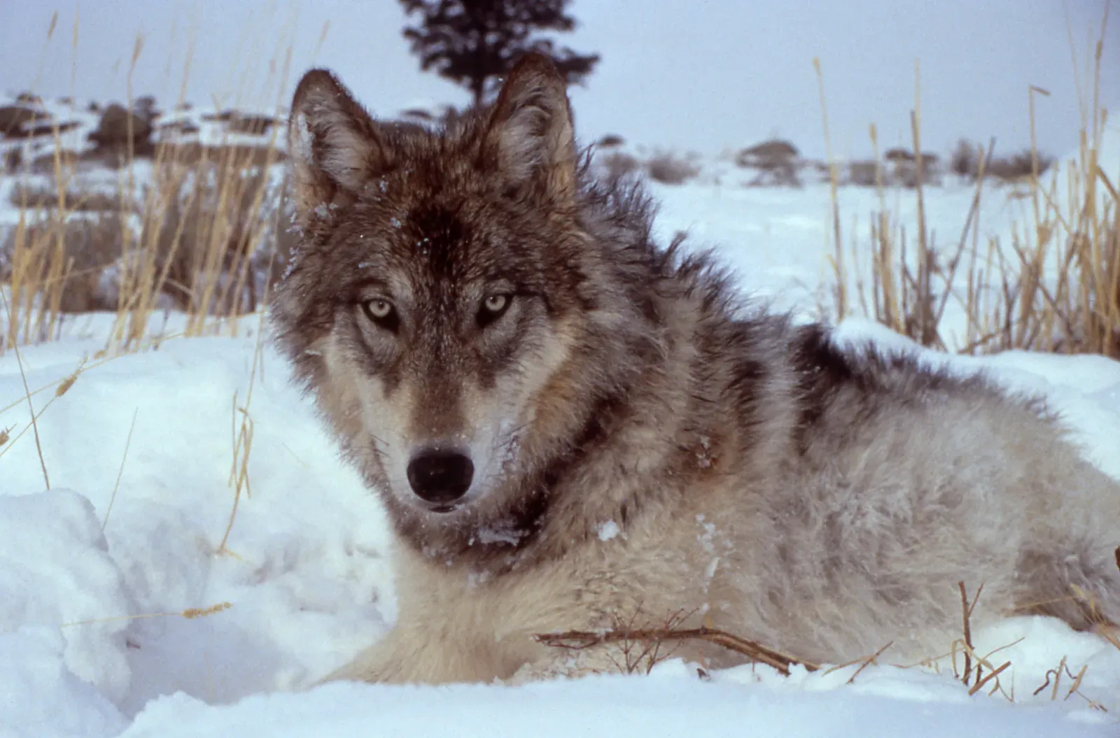 The Science Is Impressive, but It Is Also Genuinely Complicated (NPS (http://www.nps.gov/archive/yell/slidefile/mammals/wolf/Page-14.htm), Public domain)