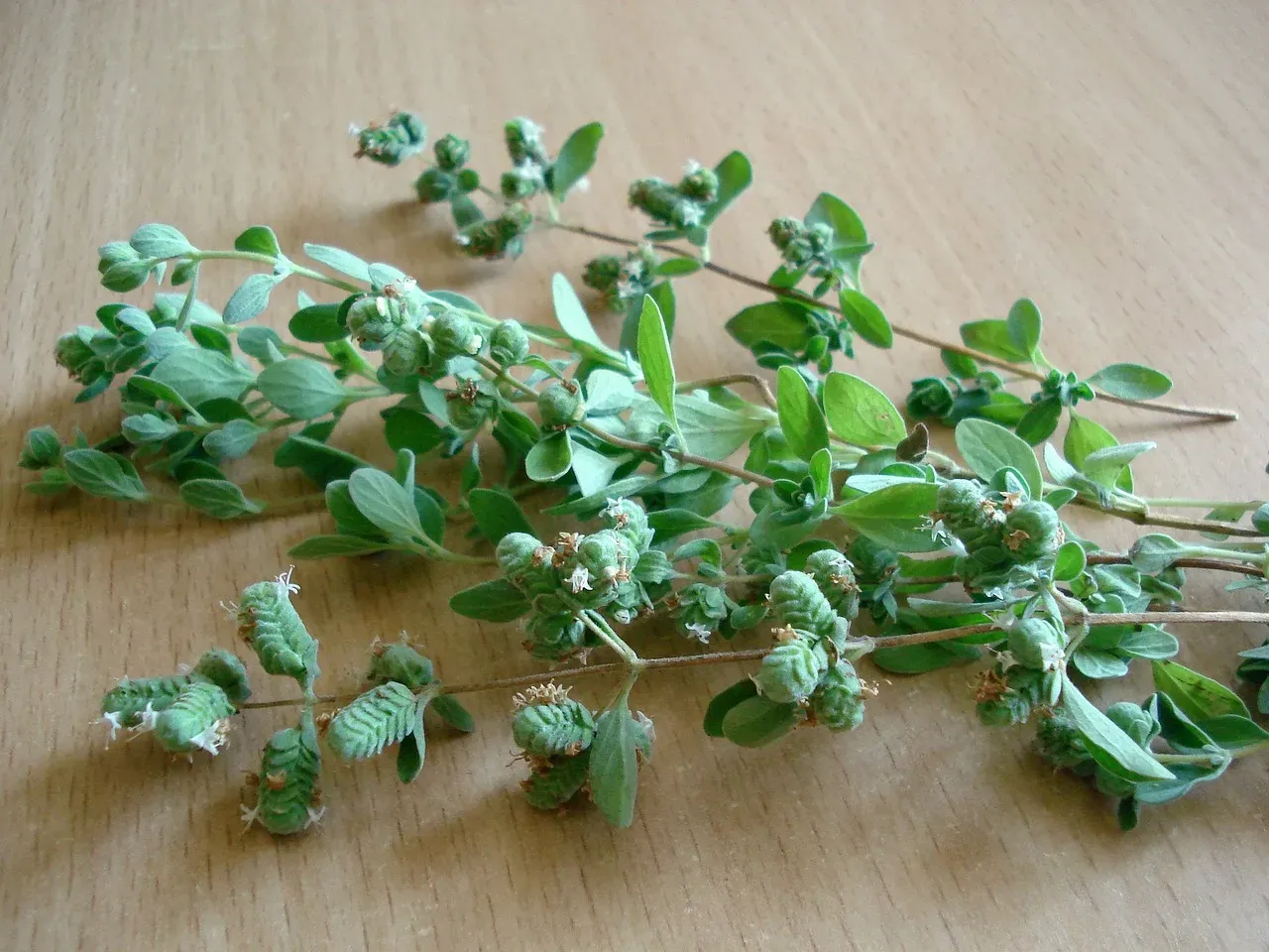 Oregano Oil Delivers Long-Lasting Results (Image Credits: Pixabay)