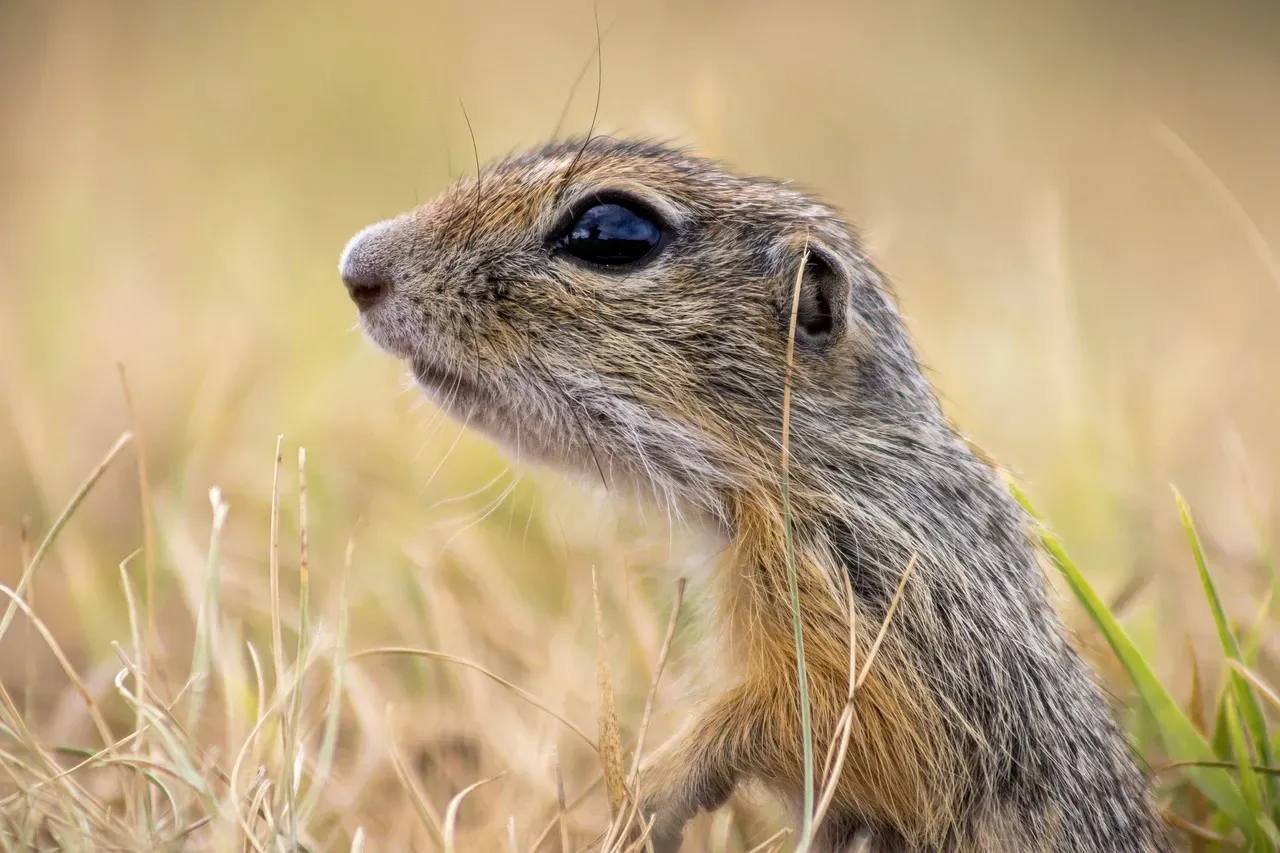 Mohave Ground Squirrel (Image Credits: Pixabay)