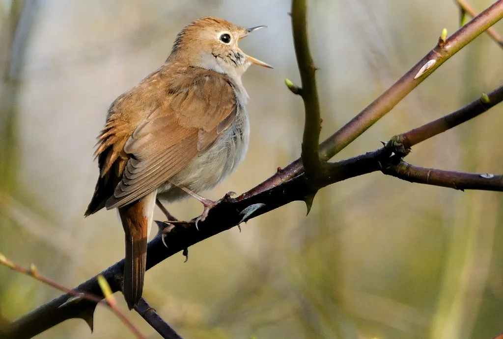 #17 - Nightingale and Other Iconic Songsters: A Whisper Where There Was Once a Chorus (chapmankj75, Flickr, CC BY 2.0)