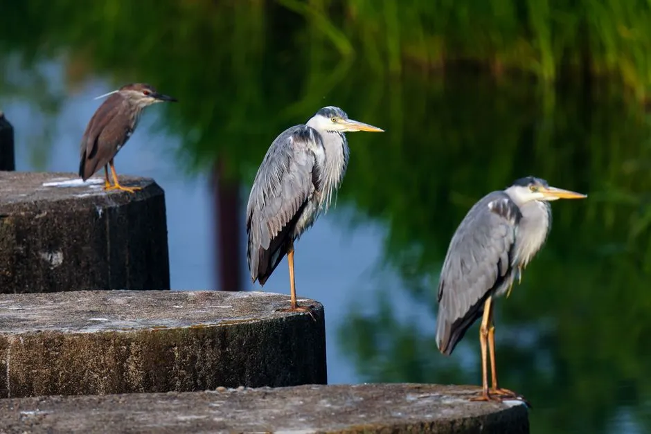 The Art of Ambush: Mastering the Sit-and-Wait Technique (Image Credits: Pexels)