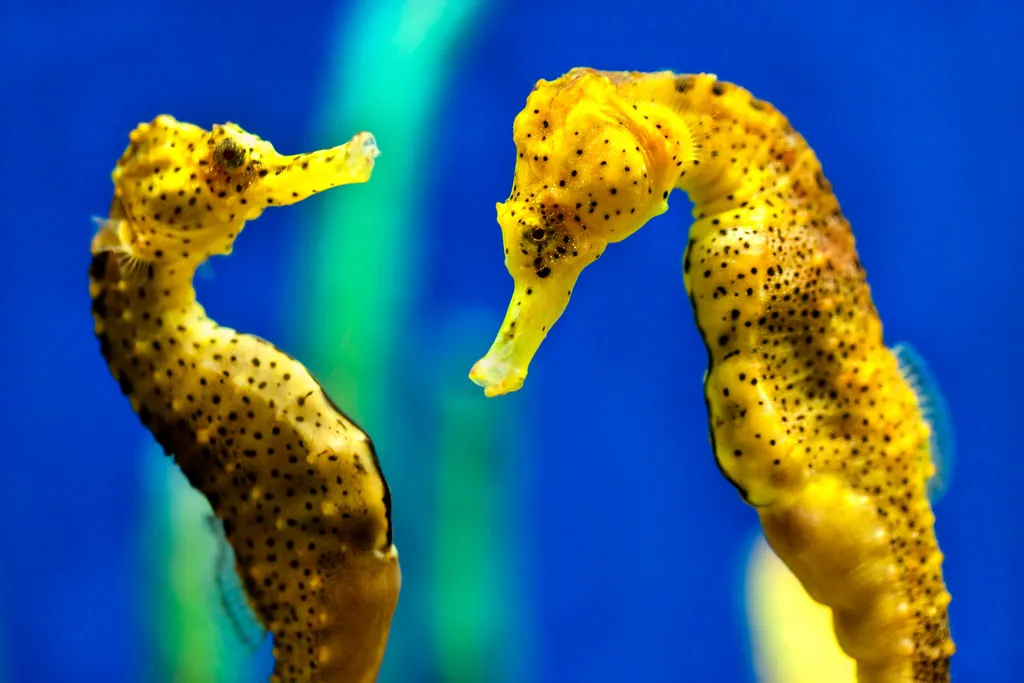 Libra: The Harmonious Sea Horse (Image Credits: Flickr)