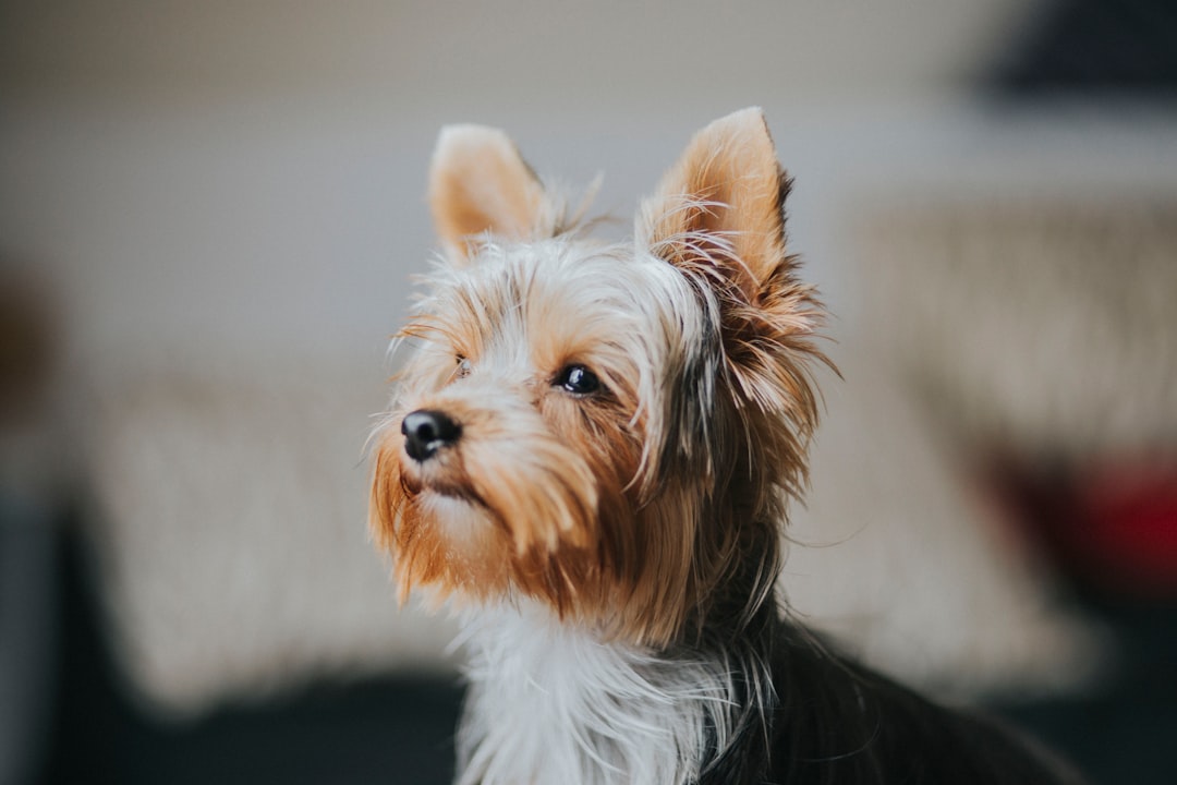 Yorkshire Terrier - The Glamorous Miniature (Image Credits: Unsplash)