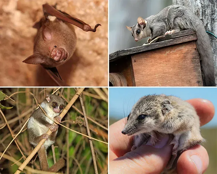 The Discovery That Reshuffled Everything We Thought We Knew (Image Credits:  iNATURALIST.ORG)