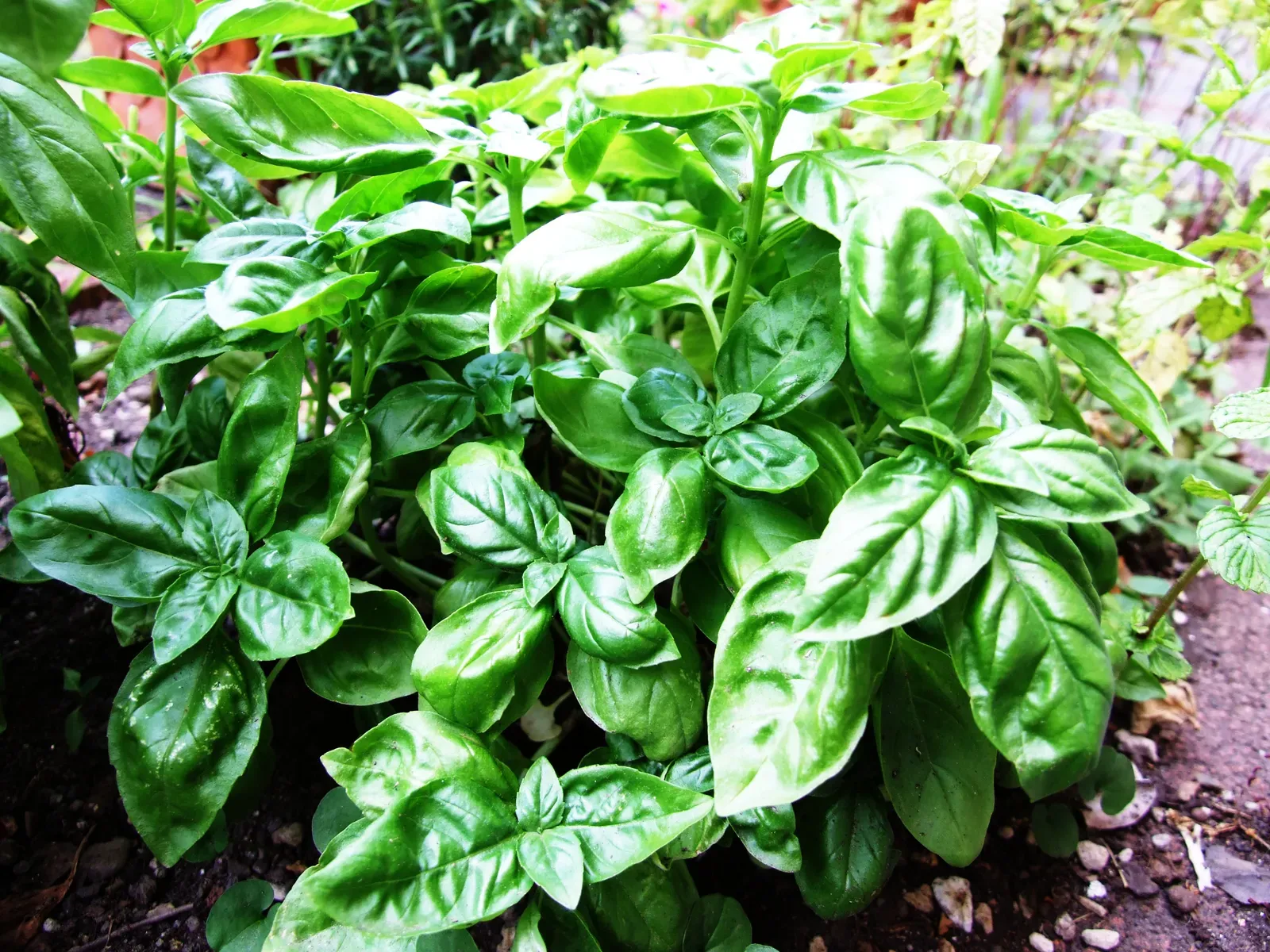 Basil (Image Credits: Wikimedia)