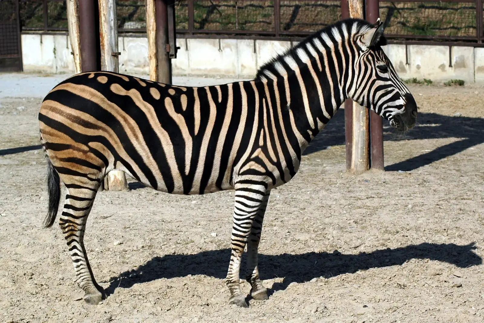 Those Stripes Are Bug Repellent (Image Credits: Wikimedia)