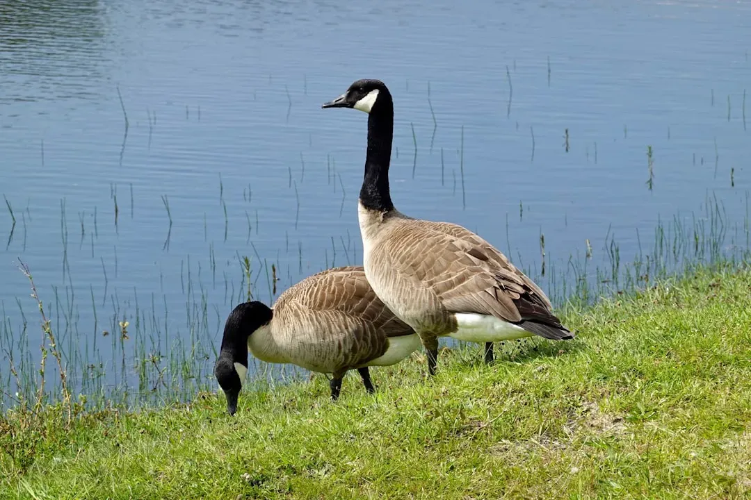 #1: They Mate for Life - and Mean It (Image Credits: Unsplash)
