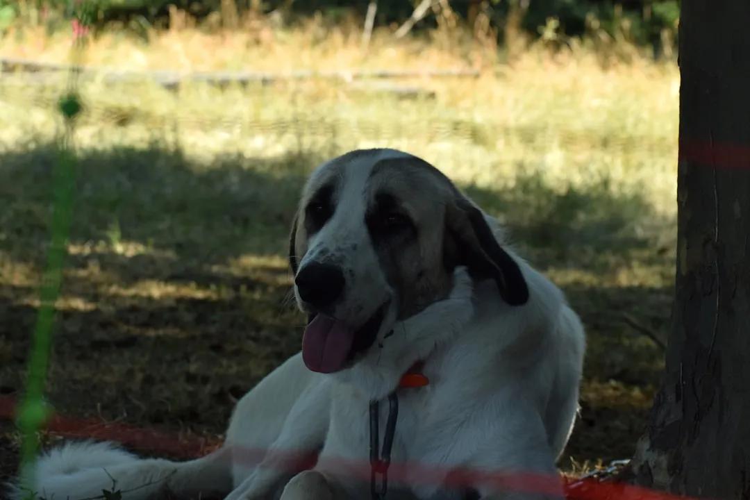 #4 Cancer and the Anatolian Shepherd (Image Credits: Unsplash)