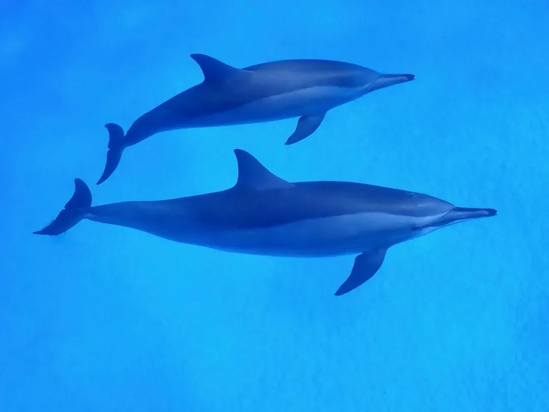 Gemini: The Dolphin (Image Credits: Unsplash)