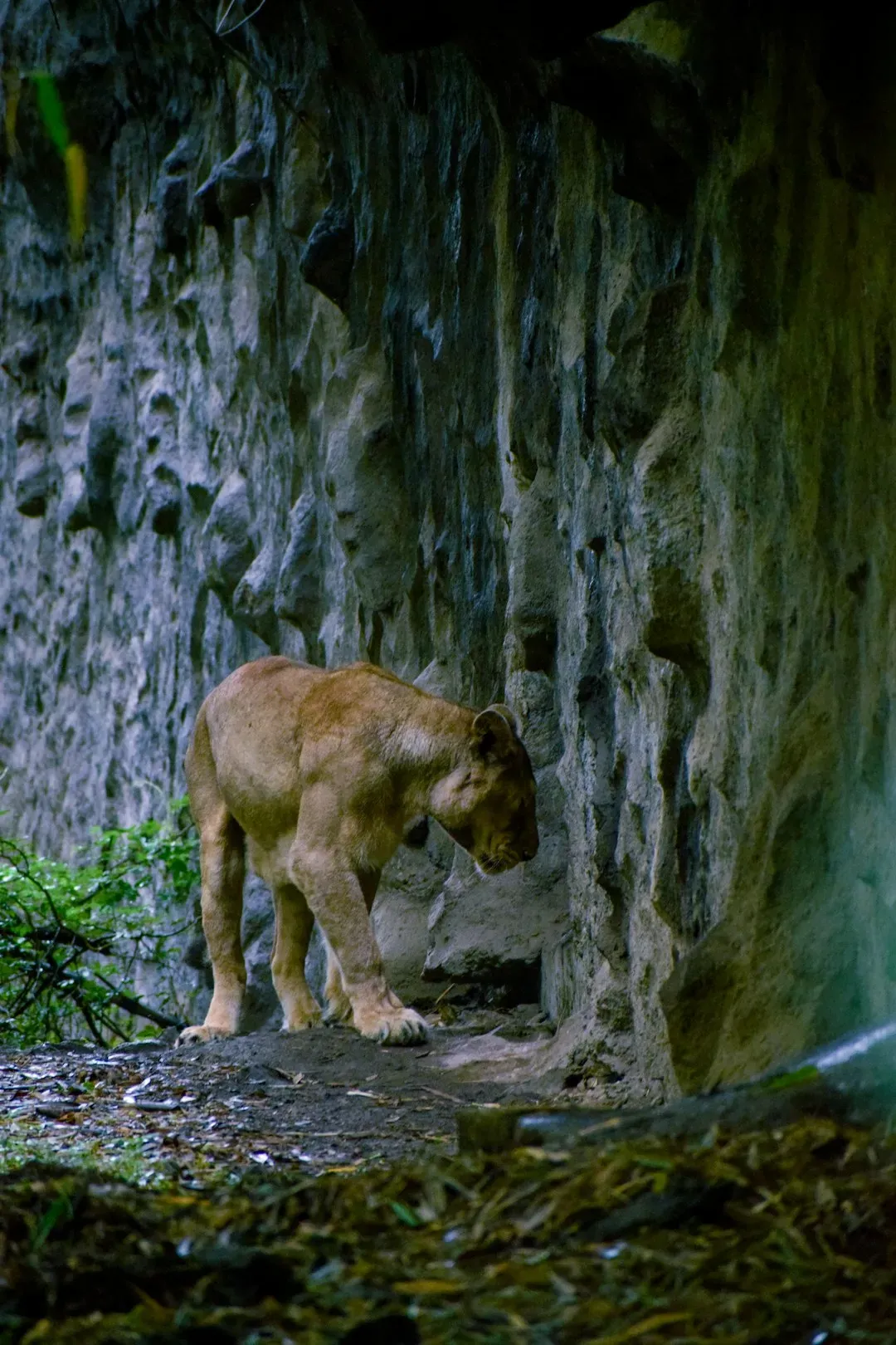 How to Actually Survive a Mountain Lion Encounter (Image Credits: Unsplash)
