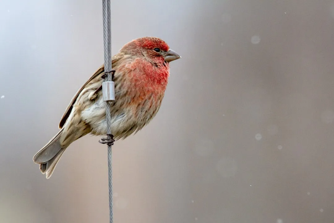 #18 - House Finch: The Backyard Regular That Took a Viral Hit (Image Credits: Unsplash)