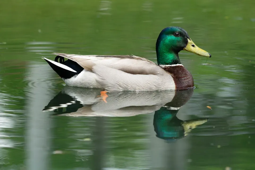 Libra (September 23 – October 22): The Mallard Duck (Image Credits: Unsplash)