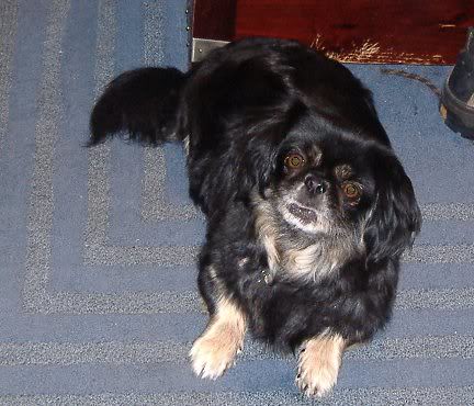 14. Pekingese (Image Credits: Flickr)