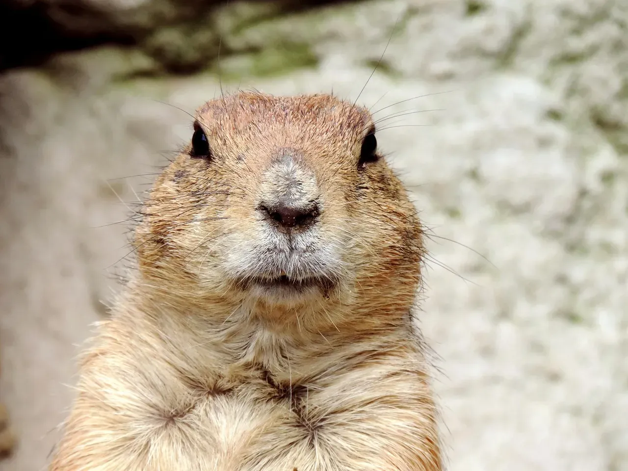 #1: They Are Among the Truest Hibernators on the Planet (Image Credits: Pixabay)