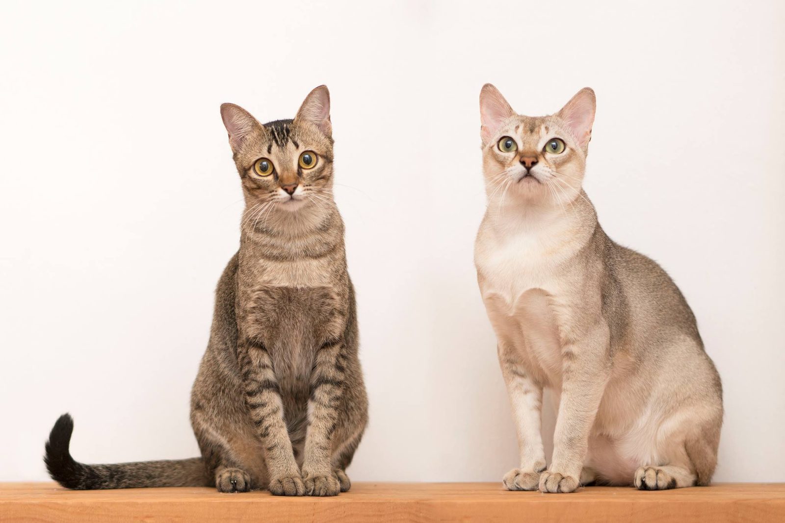 Singapura Cats (Image Credits: Wikimedia)