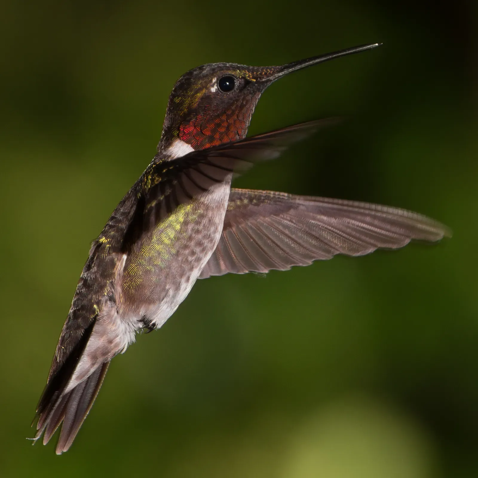 The Ruby-throated Hummingbird: Tiny Bird, Massive Journey (Image Credits: Wikimedia)