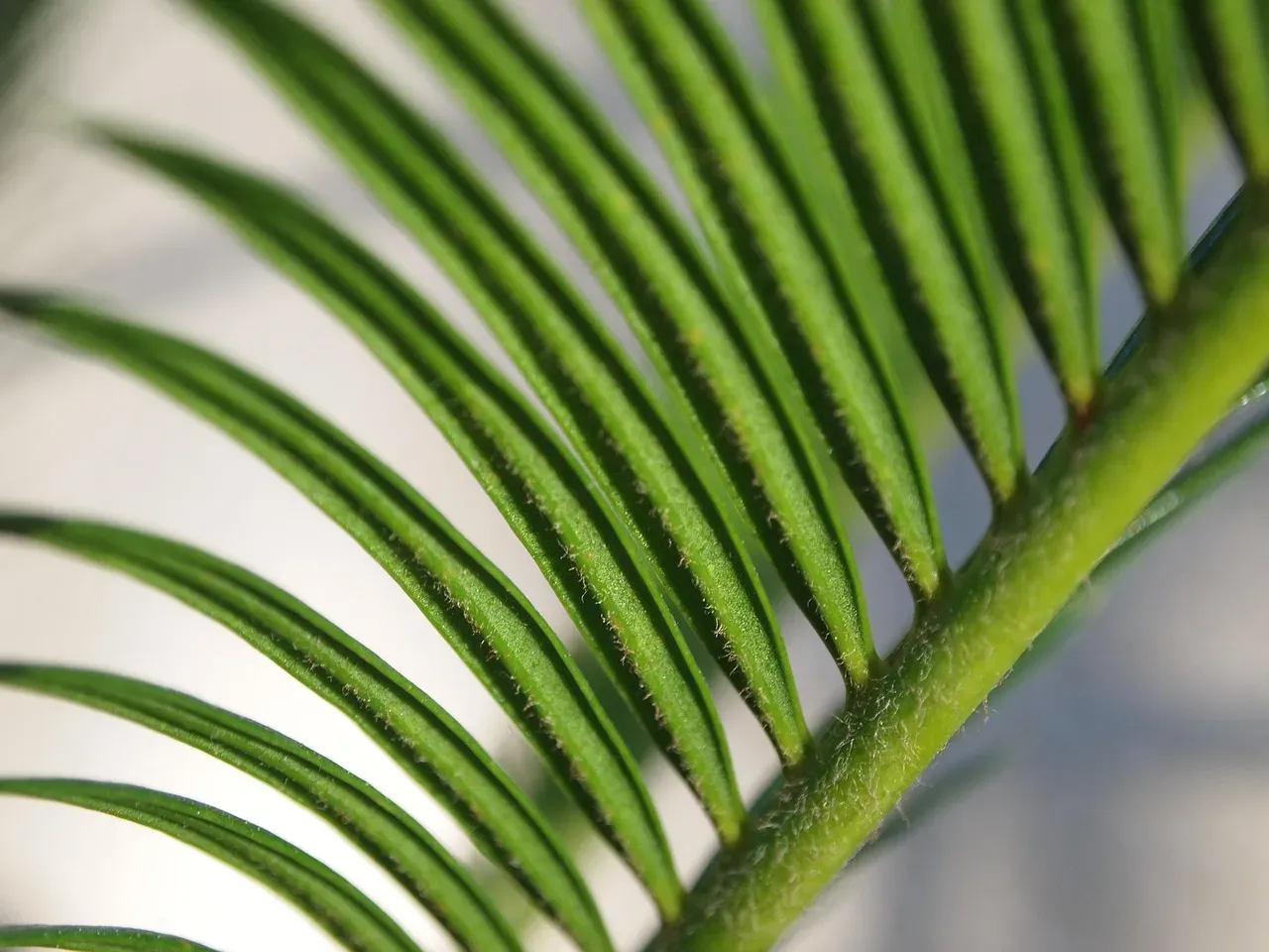 Sago Palm Relatives: Cycads and Zamias (Image Credits: Pixabay)