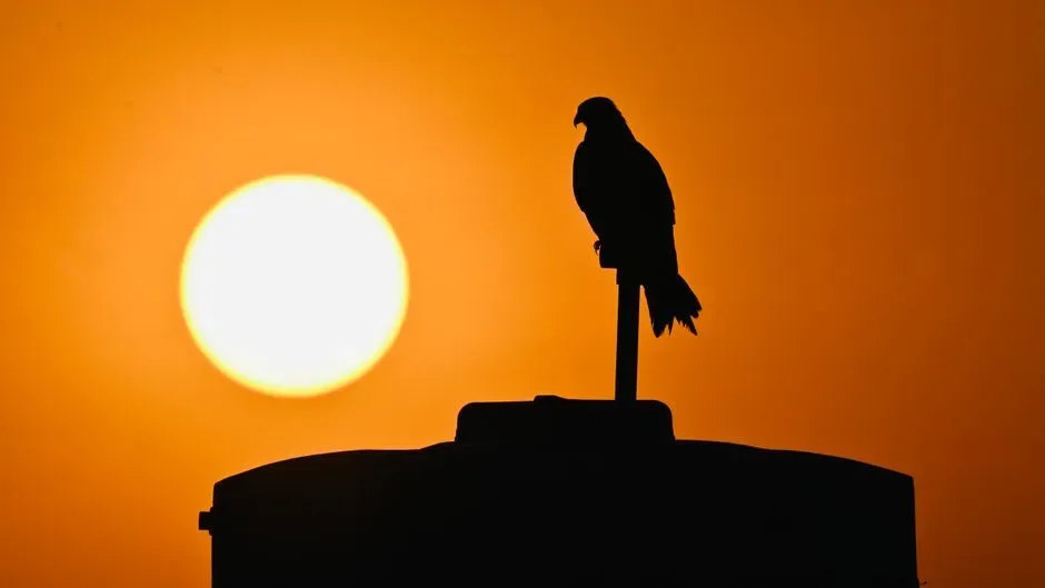 Spotting the Threat from Above (Image Credits: Pexels)