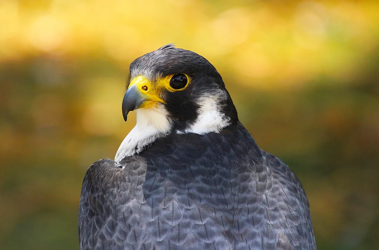 The Role of Vision, Wind, and Tiny Wing Tweaks (Image Credits: Pixabay)