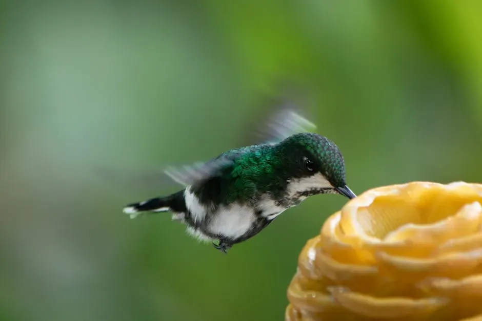 Over 191 Hummingbird Species Are Already Declining (Image Credits: Pexels)