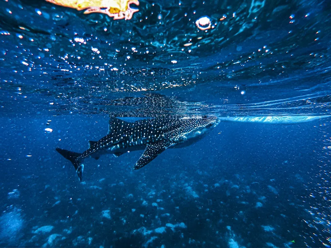 #8 – Ningaloo Reef, Western Australia: Whale Sharks From the Shore (Image Credits: Unsplash)