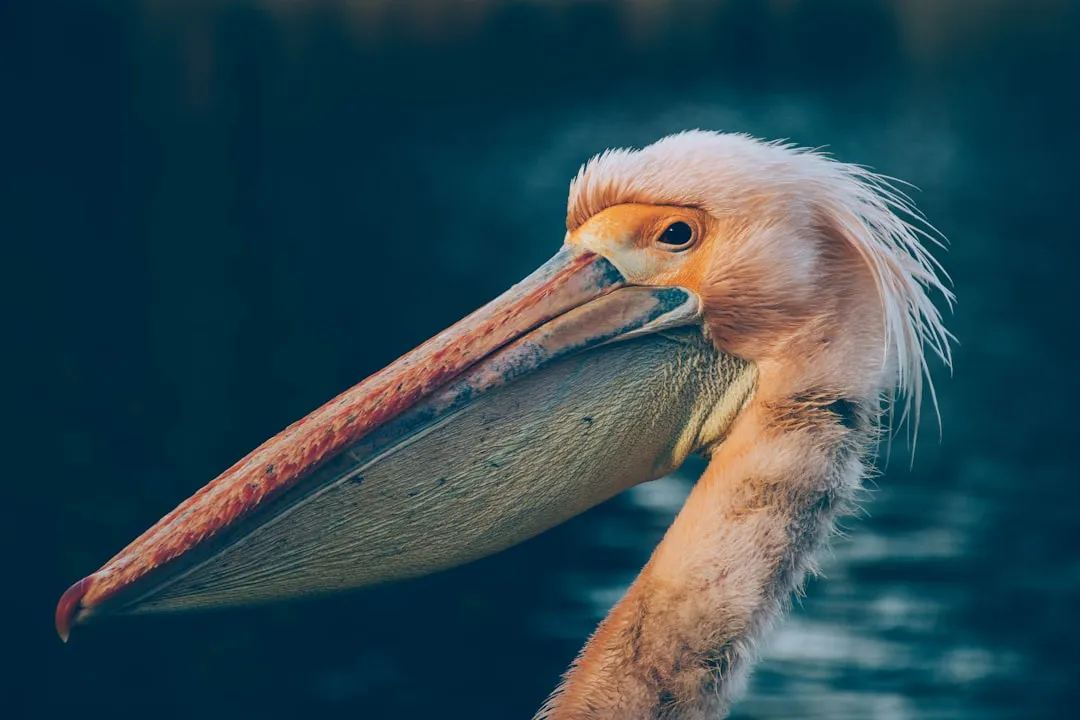 Pelican Eel: The Bizarre Balloon‑Mouthed Drifter (Image Credits: Unsplash)