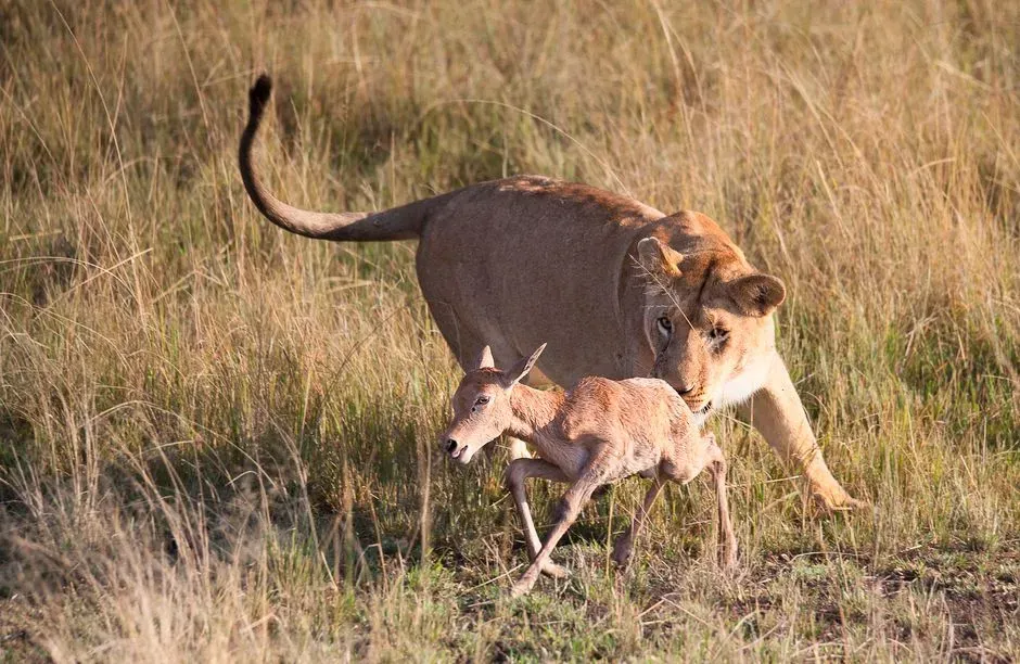 #1 - The Lioness That Adopted an Antelope Calf (Image Credits: Pexels)