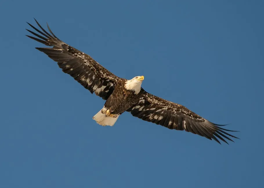 Bald Eagle (Image Credits: Pexels)