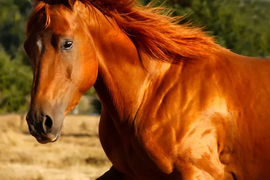 The Horse: Wild Spirit Meets Fiery Soul (Image Credits: Unsplash)