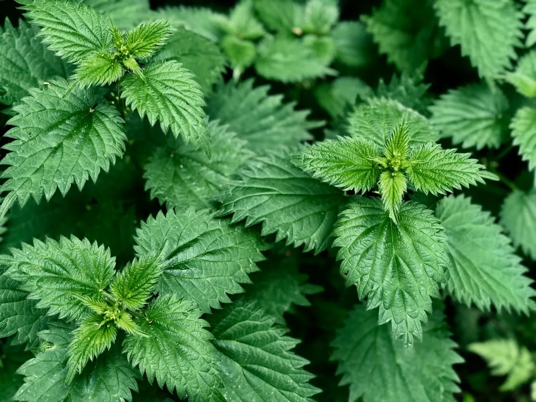 #12 - Leave a Patch of Stinging Nettles Standing (Image Credits: Unsplash)
