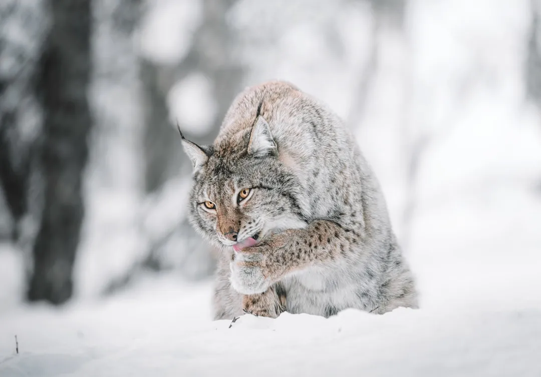 Deciphering Lynx Tracks (Image Credits: Unsplash)