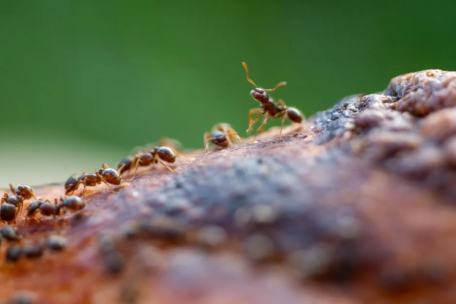 Conclusion: Turn Your Kitchen Into An Ant-Unfriendly Zone (Image Credits: Pexels)