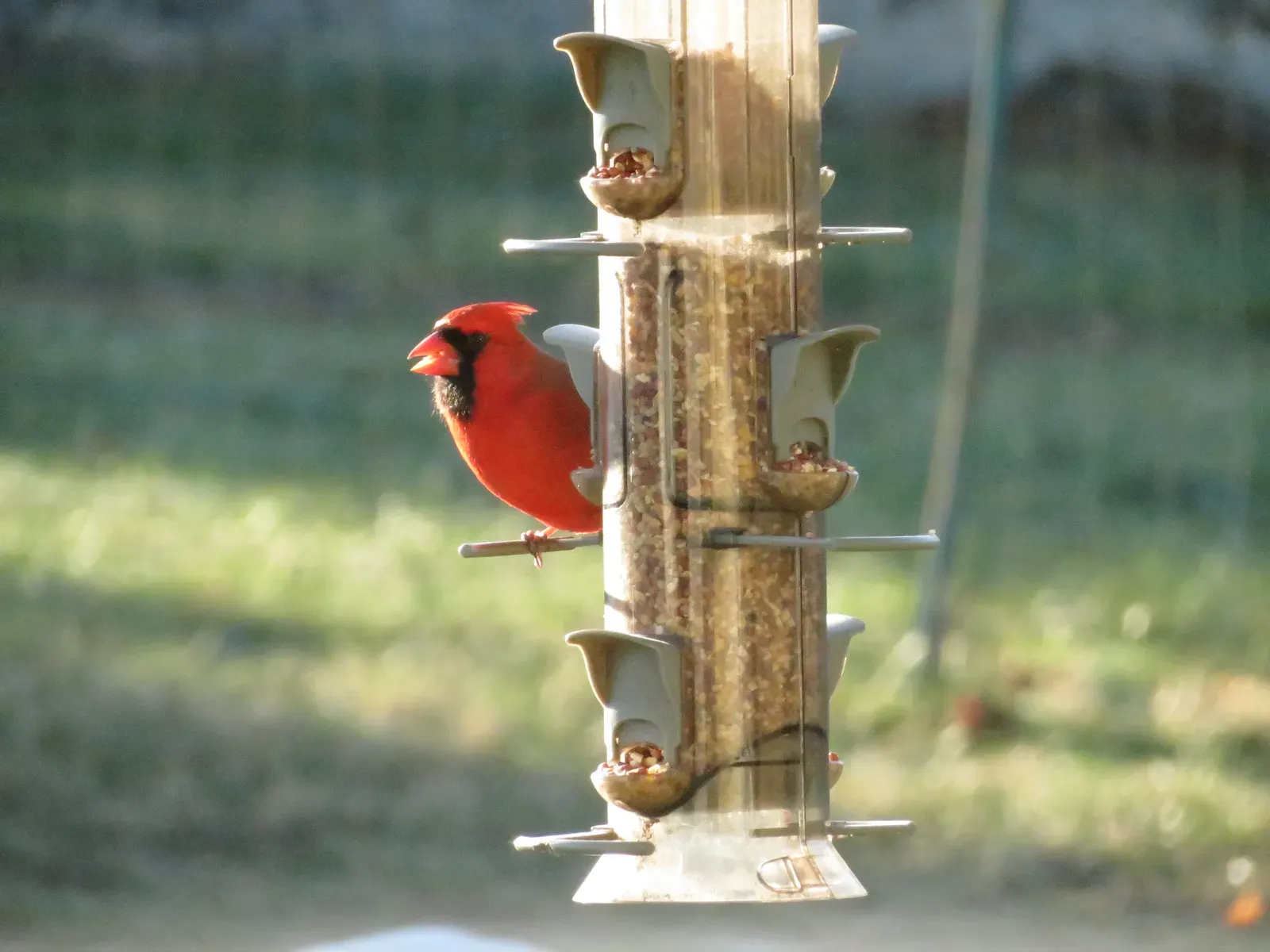 #14 - Tube Feeders That Force Awkward, Uncomfortable Perching (By Joe Myers, CC BY-SA 4.0)