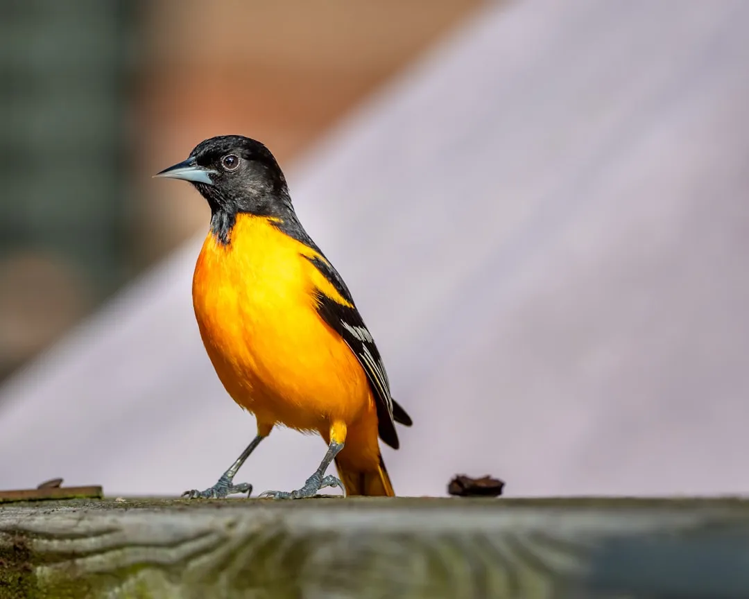 Understand What Orioles Actually Want (Image Credits: Unsplash)