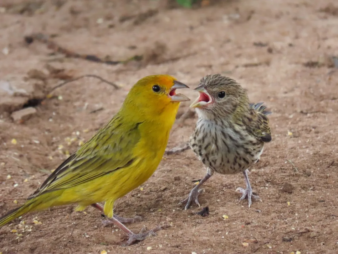 The Role of Adult &ldquo;Tutors&rdquo; in Shaping a Bird&rsquo;s Voice (Image Credits: Unsplash)