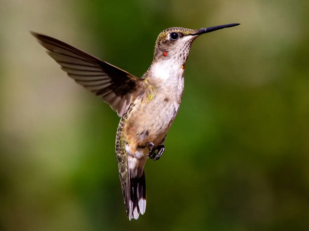 #1: They're the Only Birds That Can Fly Backwards (Image Credits: Unsplash)