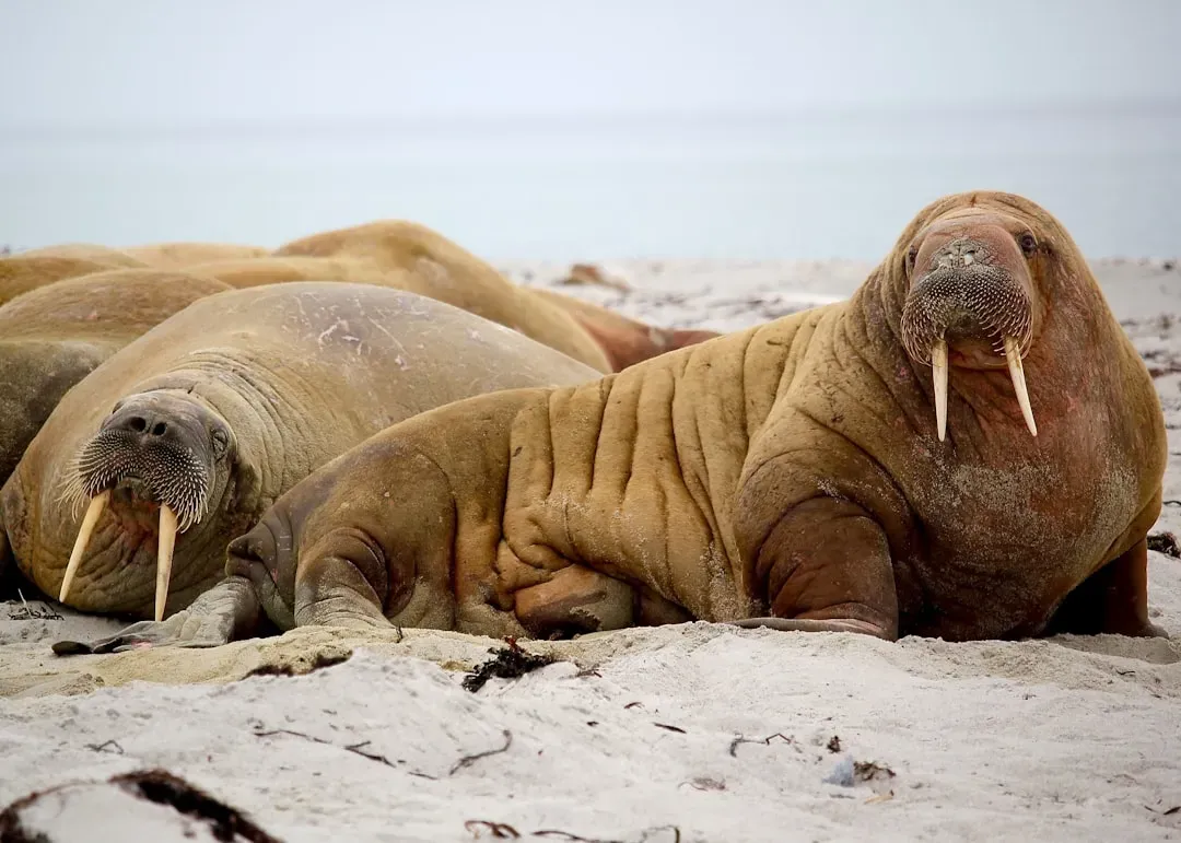 Aquarius (January 20 &ndash; February 18): The Walrus (Image Credits: Unsplash)
