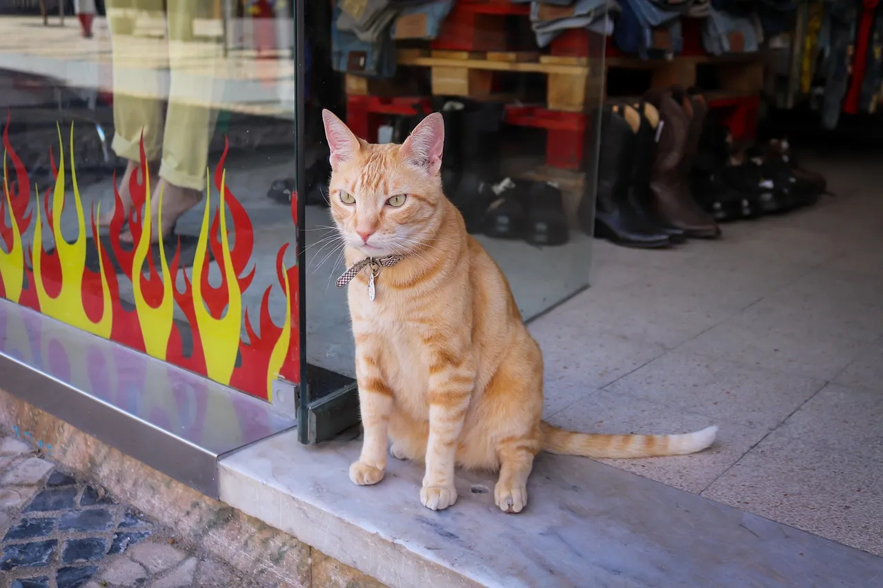 #16 - Playing "Guard Cat" on Doorways and Stairs (Image Credits: Pixabay)