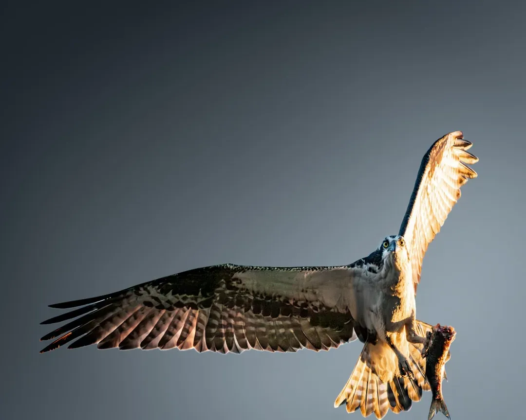 Osprey: The Fish Hawk Specialist (Image Credits: Unsplash)