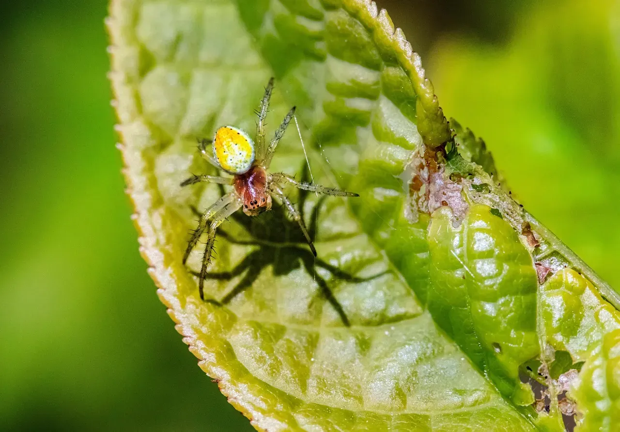 Spiders: The Pest Controllers Nobody Wants to Acknowledge (Image Credits: Pixabay)