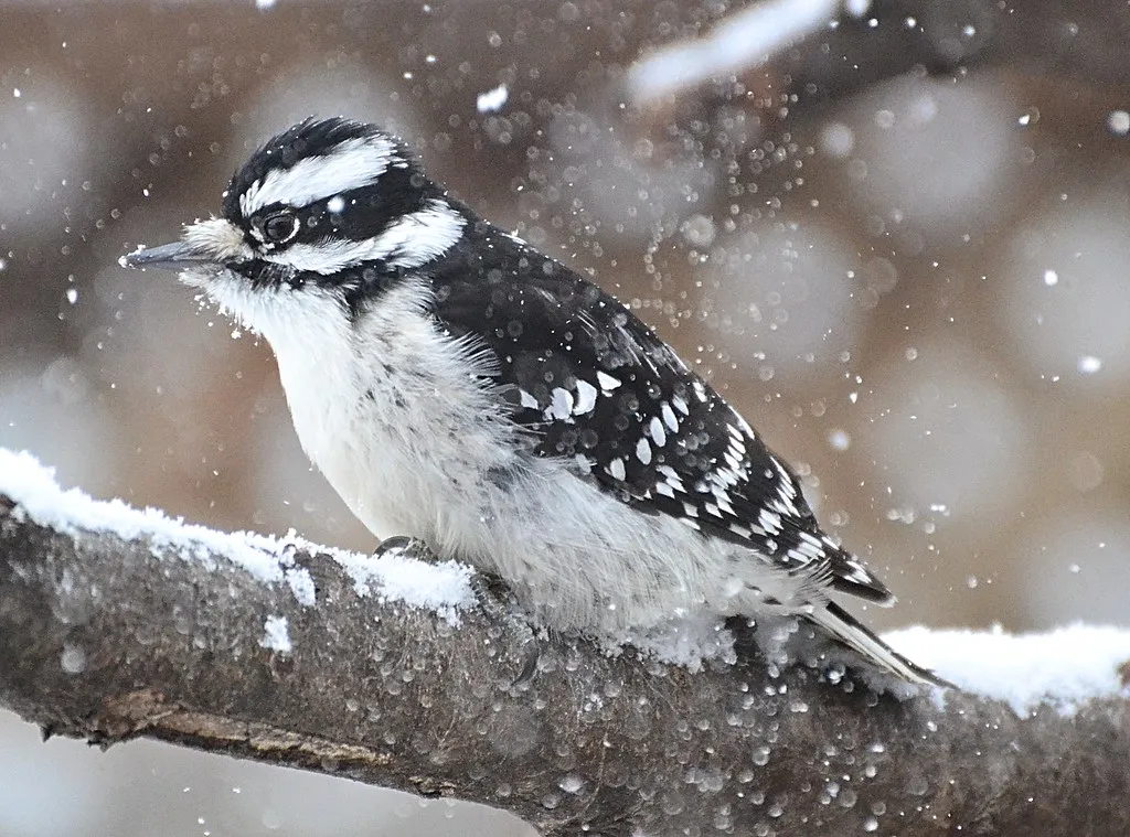 Birds: The Aerial Forecasters (DaPuglet, Flickr, CC BY-SA 2.0)