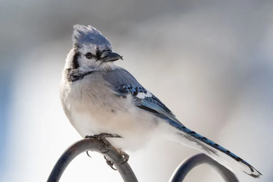 Why Dawn Seems to Amplify These Calls (Image Credits: Pexels)