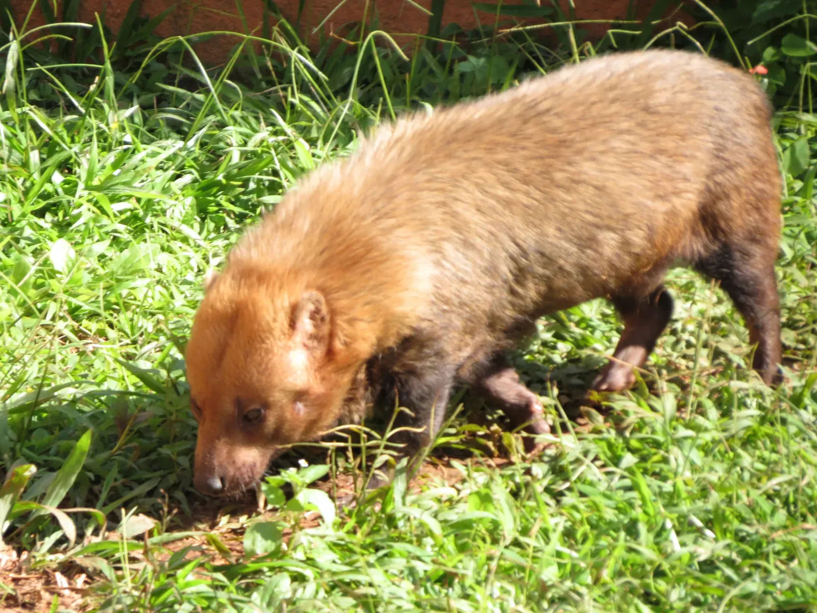 Aquarius: The Bush Dog (Image Credits: Wikimedia)