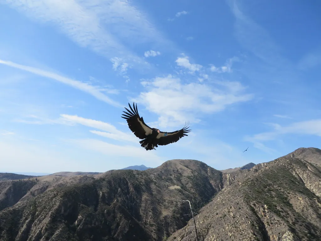 #7 Condors Tagged, Tracked, and Monitored Like Celebrity Athletes (Image Credits: Flickr)