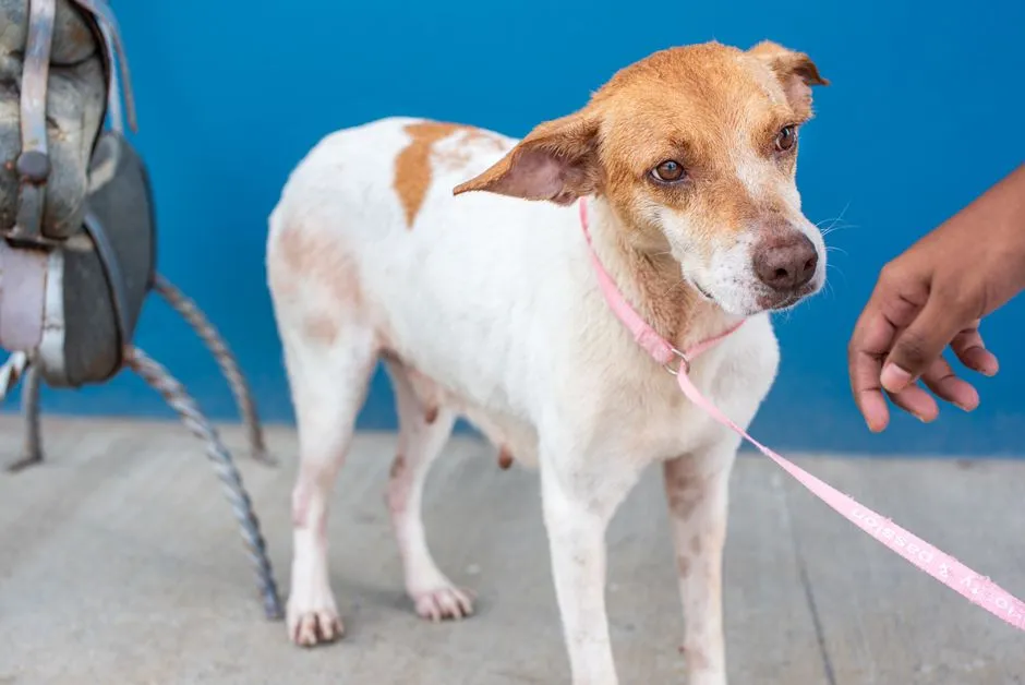 #9 - Shockingly Good Leash Manners, With Dead Eyes (Image Credits: Pexels)