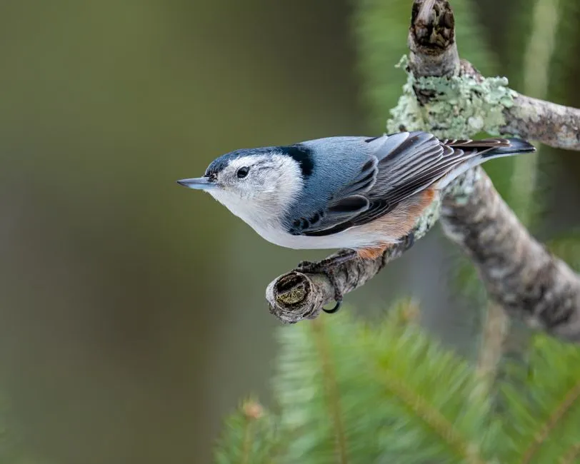 #12 - Red-Breasted Nuthatch: The Tiny Tree-Clinger in Trouble (Image Credits: Pexels)